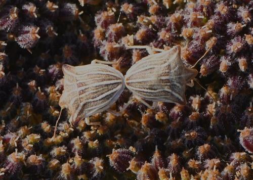 Réf. 234 814 : Ancyrosoma leucogrammes